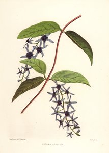 サンドペーパーつる、Petrea volubilis（Petraea stapelia） 作： Unknown